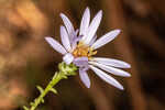 Walter's aster